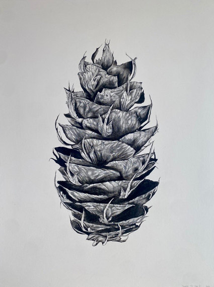 Douglas Fir Cone 2 34x48in Charcoal Pencil on Wood Panel,  $3450